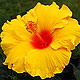 Hibiscus flower varieties