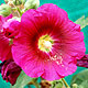 Hollyhock / Alcea rosea varieties