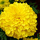 Marigold Varieties