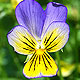 Pansy varieties