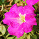 Petunia Varieties