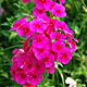 Phlox flower varieties