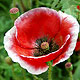 Poppy flower varieties