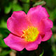 Portulaca grandiflora varieties