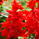 Salvia flower varieties