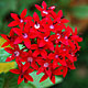 Star cluster flower varieties