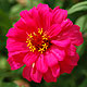 Zinnia flower varieties