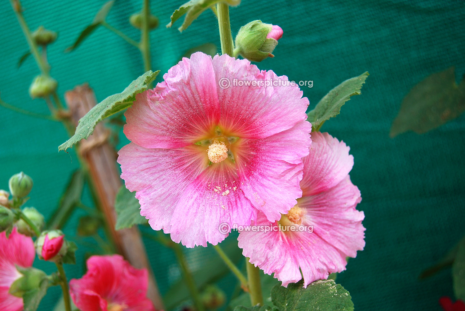 Hollyhock varieties, Alcea rosea varieties