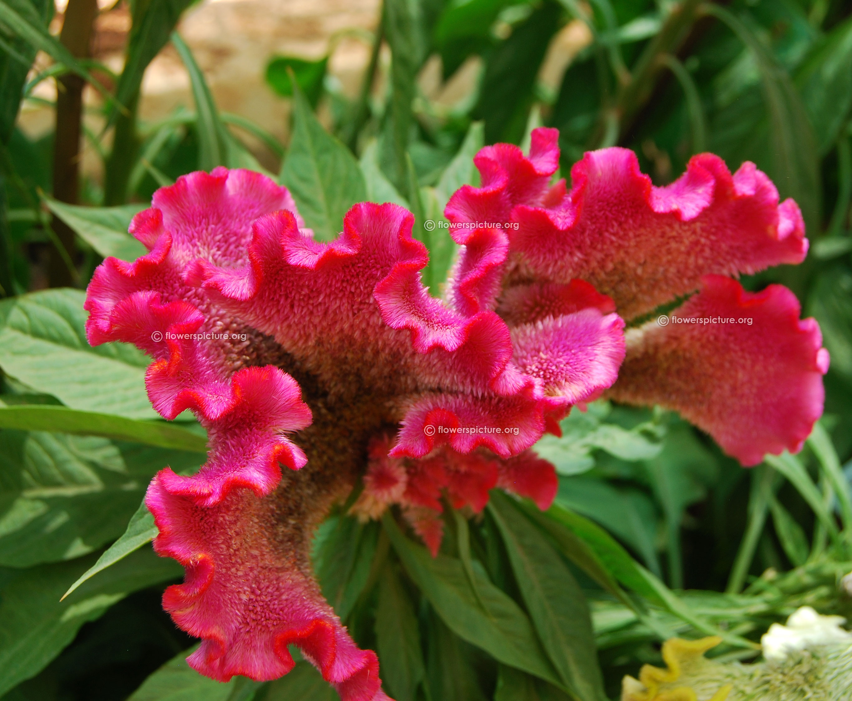 Celosia cristata pink
