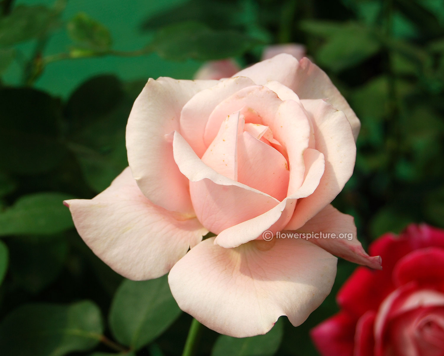 Rose varieties, hybrid tea roses, miniature roses.