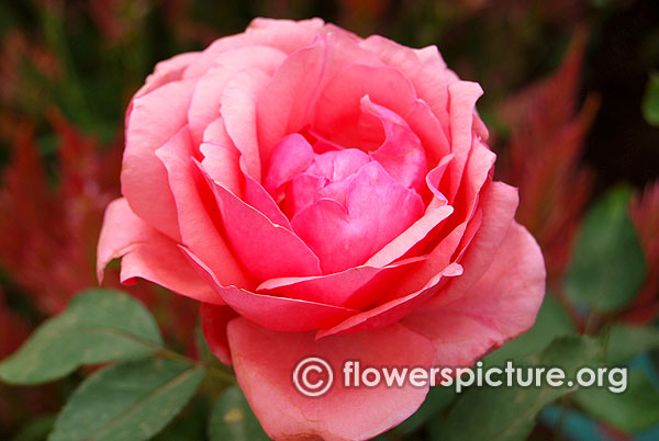 Aachener dom rose-Lalbagh flower show 2015