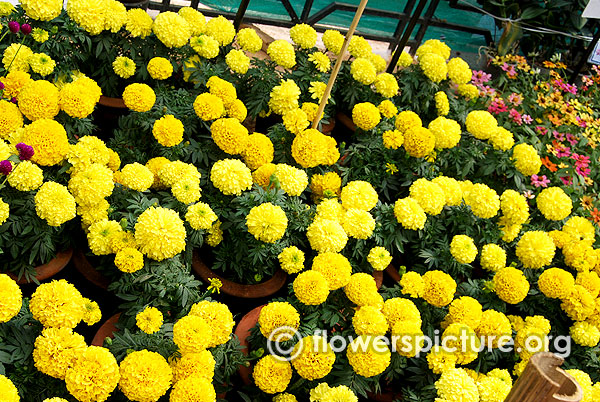 African yellow marigold garden beds