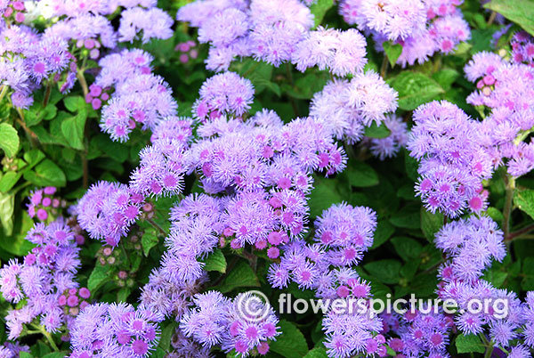 Ageratum houstonianum-Floss flower