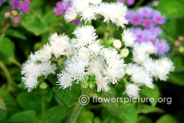 Ageratum houstonianum white