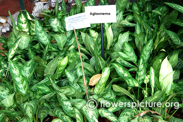 Aglaonema