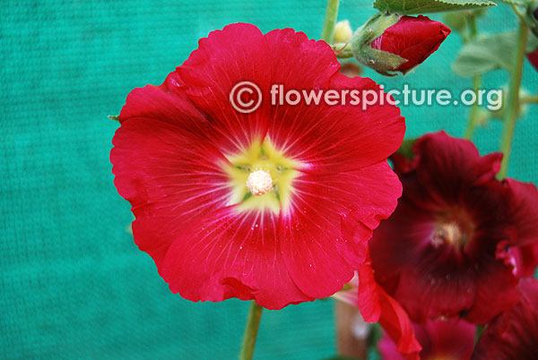 Alcea red