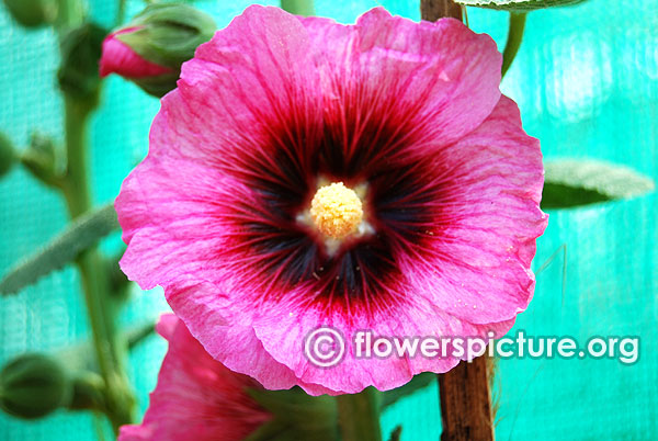 Alcea rosea halo cerise