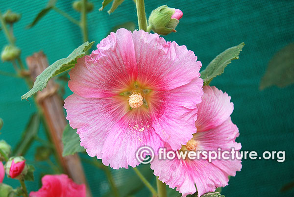 Alcea rosea halo pink