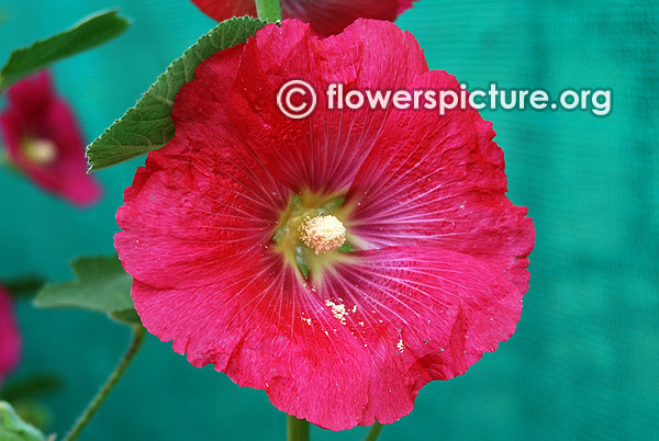 Alcea rosea mars magic