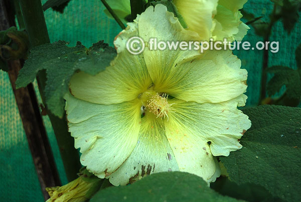 Alcea rugosa