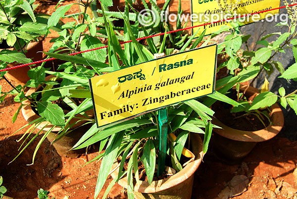 Alpinia galanga