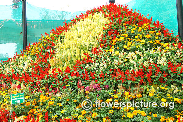 Annual flowers mountain