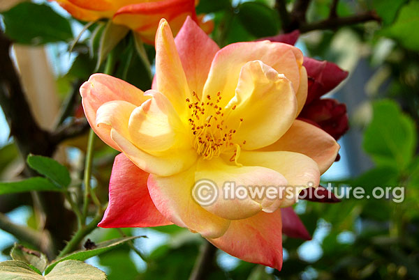 Apricot vigorosa rose