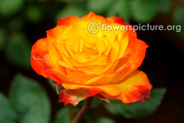 Beautiful sunrise rose