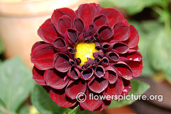 Black satin dahlia