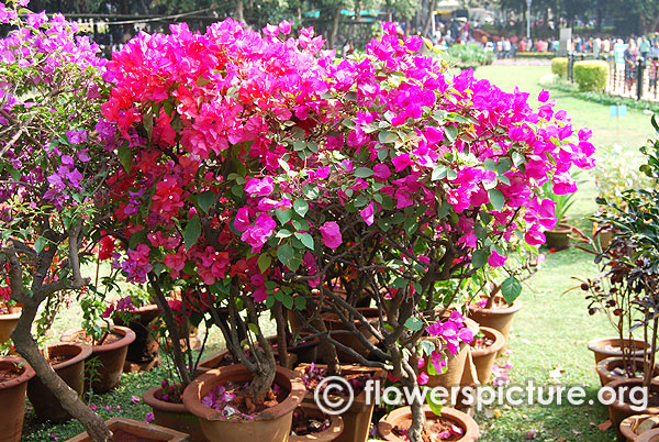 Bougainvillea bonsai