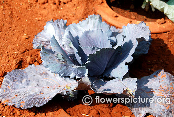 Brassica oleracea var. capitata f. rubra