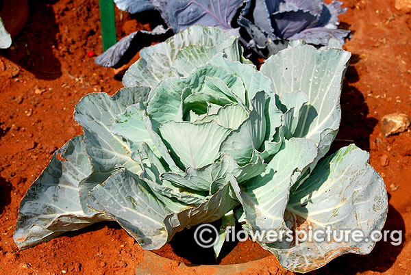 Brassica oleracea var. capitata