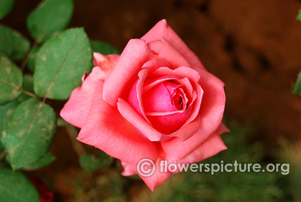 Braveheart rose