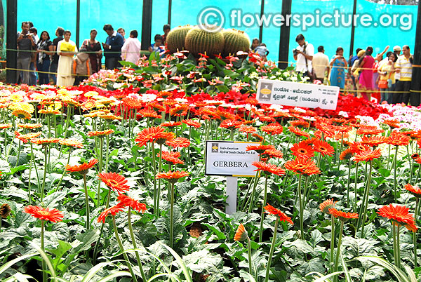 Cactus gerbera display-Lalbagh jan2015