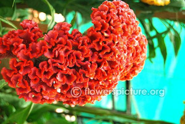 Celosia cristata chief orange