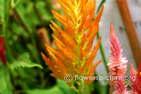 Celosia fresh look orange