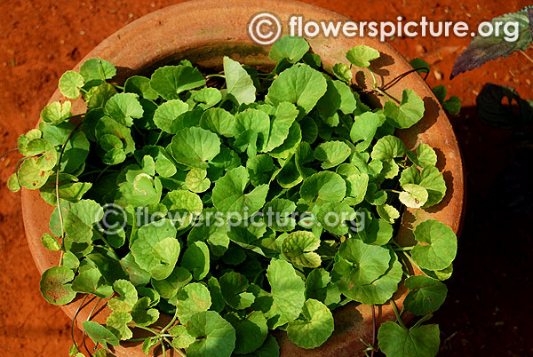 Centella asiatica