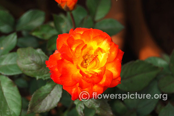 Chasin rainbows rose miniature variety