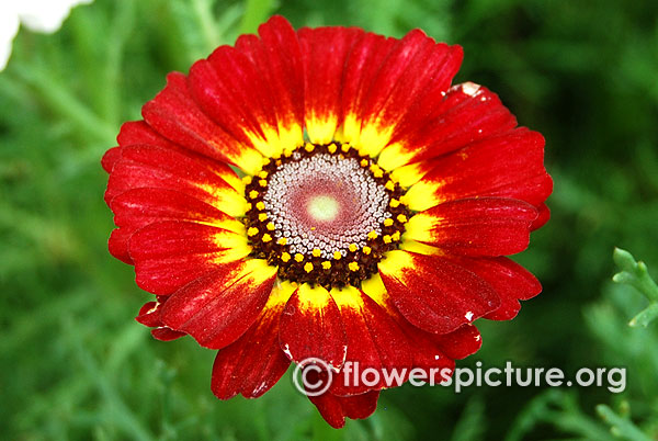 Chrysanthemum carinatum