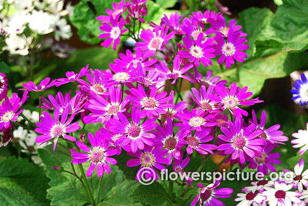 Cineraria