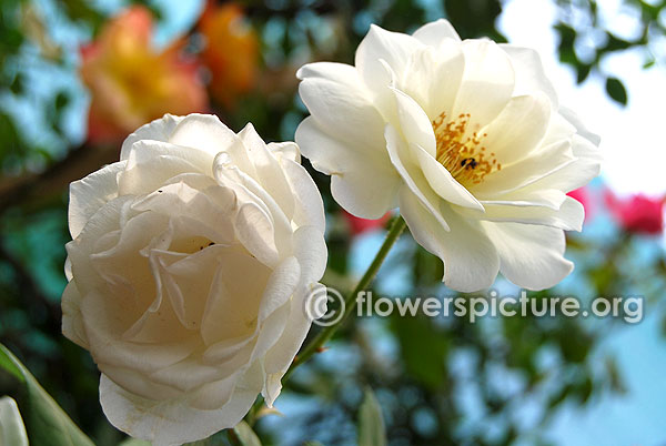 Climbing white rose