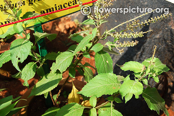 Clove Basil