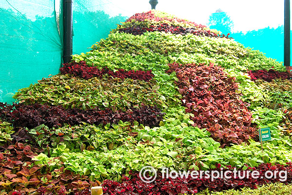 Coleus varieties display