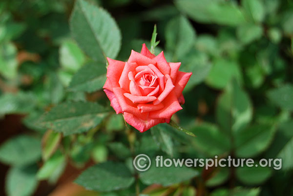 Coral treasure rose miniature variety