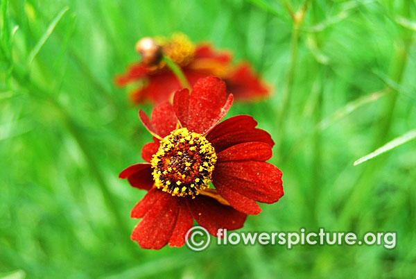 Coreopsis tinctoria mahogany midget