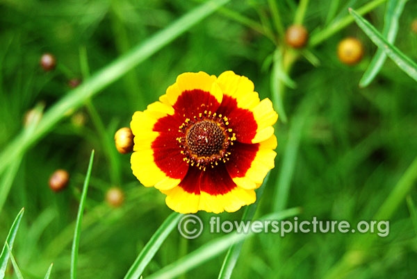 Coreopsis tinctoria nutt