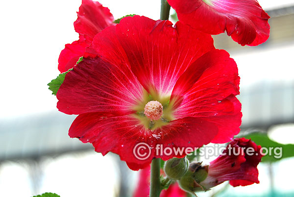 Crimson red hollyhock