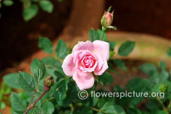 Cupcake miniature rose