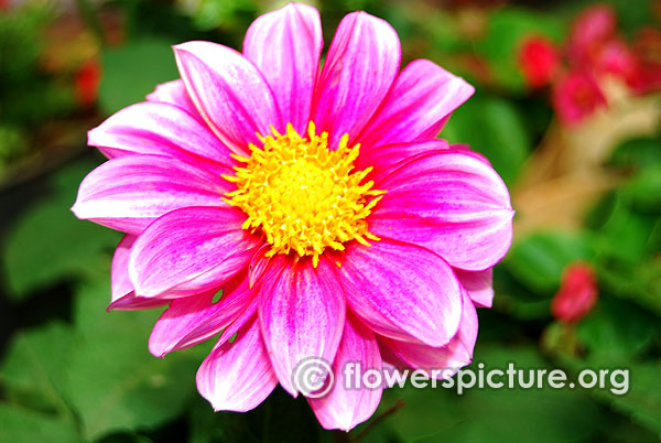 Dahlia fuchsia with white