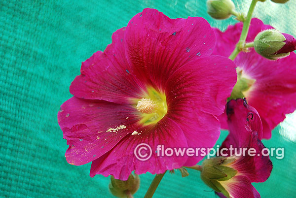 Dark magenta hollyhock